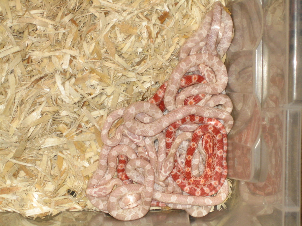baby corns