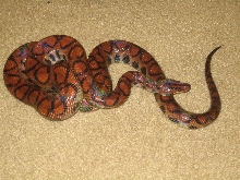female brazilain rainbow boa