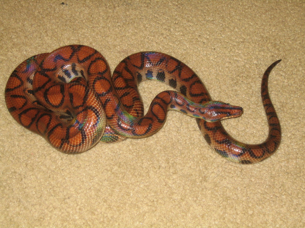 female brazilain rainbow boa