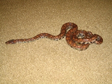 male brazilian rainbow boa