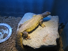 male mali uromastyx