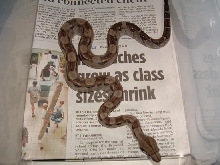 Type 2 Anery Male