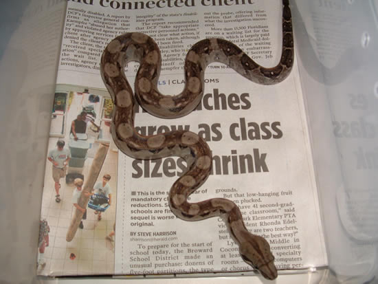 Type 2 Anery Male