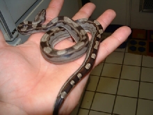 Motley male poss het  albino