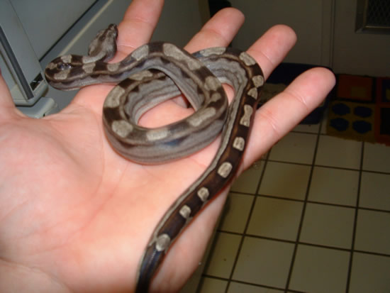 Motley male poss het  albino