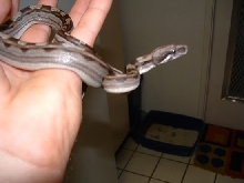 Motley male poss het  albino