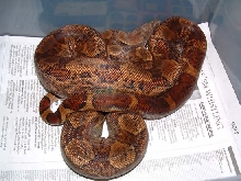 4ft Nic. Hypo Male