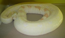 9ft. Albino Female