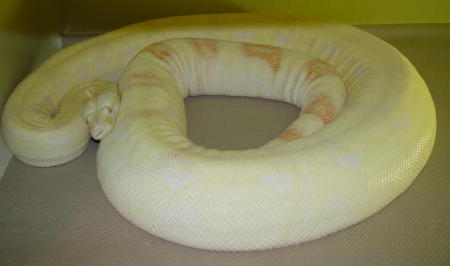 9ft. Albino Female