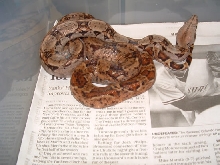 03, Nic Hypo Female.