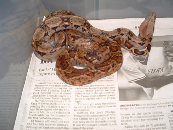 03, Nic Hypo Female.