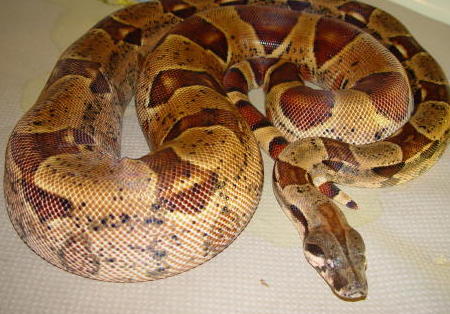 7ft. DH for Sunglow male.