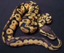 Pastel Ball Python Male One