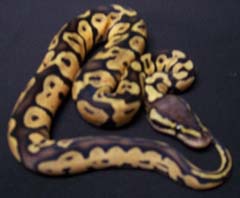Pastel Ball Python Male One