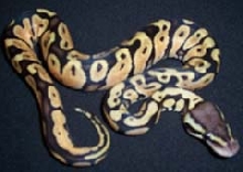 Ball python pastel one