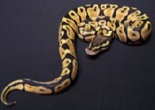 Pastel Ball Python Two