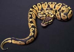 Pastel Ball Python Two
