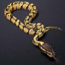 Pastel Ball Python Three