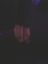 Petie#2