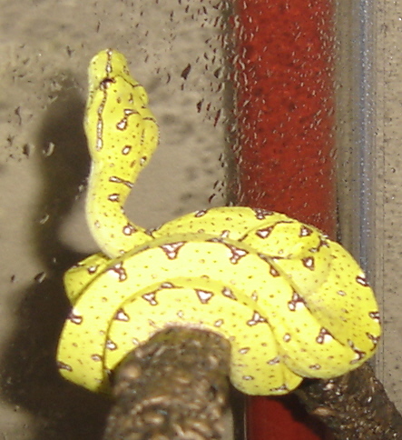petie#3