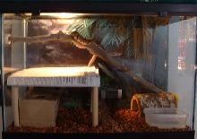 New Ball Python Enclosure Tank Setup