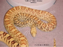 FATHER OF HYPO BULLSNAKE