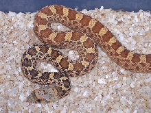 HYPO BULLSNAKE 1
