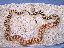 HYPO BULLSNAKE 2