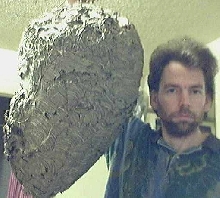 #1 GIANT WASP NEST