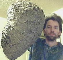 #2 GIANT WASP NEST