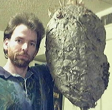 #3 GIANT WASP NEST