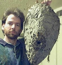 #5 GIANT WASP NEST