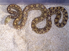 MOTHER OF HYPO BULLSNAKE