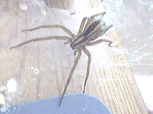 (Image is NOT broken!)  WOLF SPIDER PIC #1