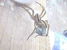 (Image is NOT broken!)  WOLF SPIDER PIC #2