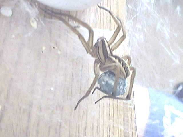(Image is NOT broken!)  WOLF SPIDER PIC #2