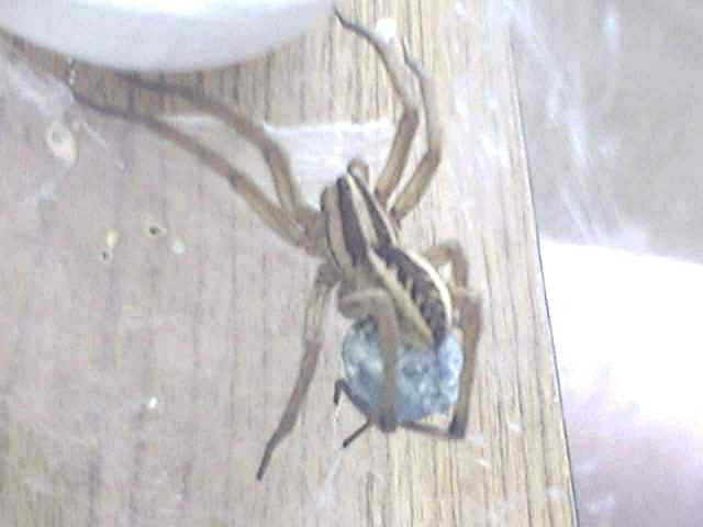 (Image is NOT broken!)  WOLF SPIDER PIC #3