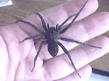 PIC #1 OF GIANT SPIDER