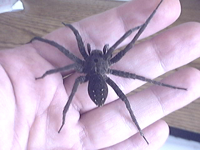 PIC #1 OF GIANT SPIDER