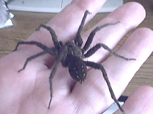 PIC #2 OF GIANT SPIDER