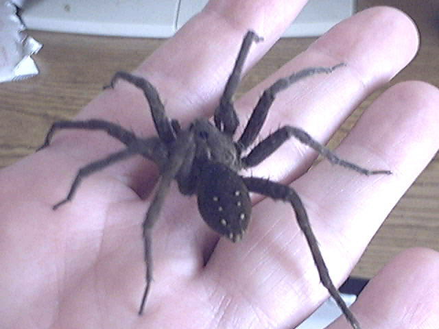 PIC #2 OF GIANT SPIDER