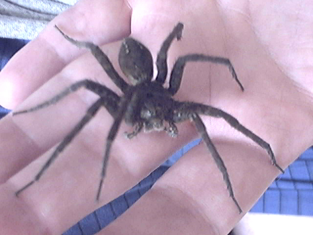 PIC #3 OF GIANT SPIDER