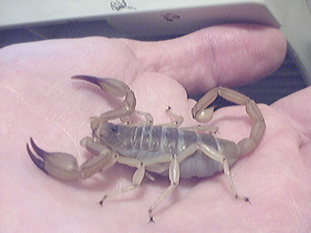 PALM SPRINGS AREA DESERT SCORP #1