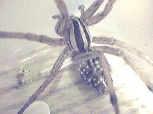 (Image is NOT broken!)  WOLF SPIDER PIC #4