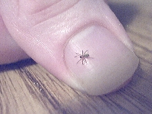 RABID WOLF SPIDERLING
