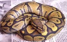Male Orange Ghost