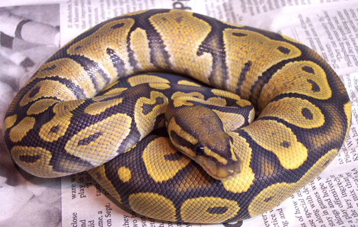 Male Orange Ghost
