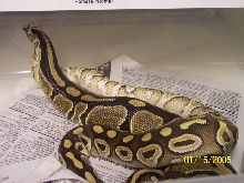 Mojave male -x- Normal Female