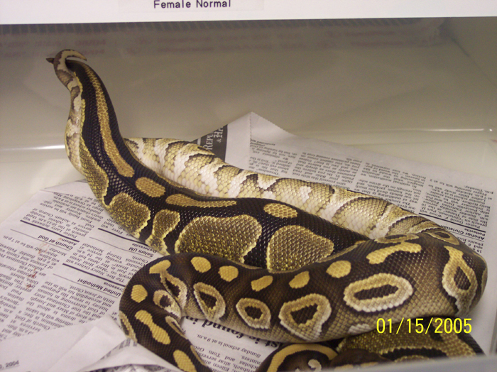 Mojave male -x- Normal Female