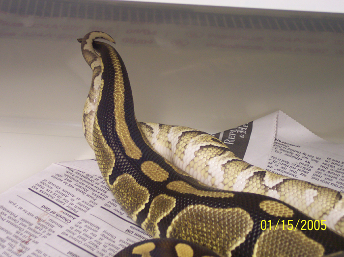 6mos old Mojave -x- Normal breeding